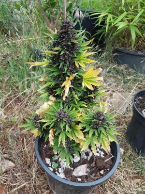Comment by secretcedar photo #1