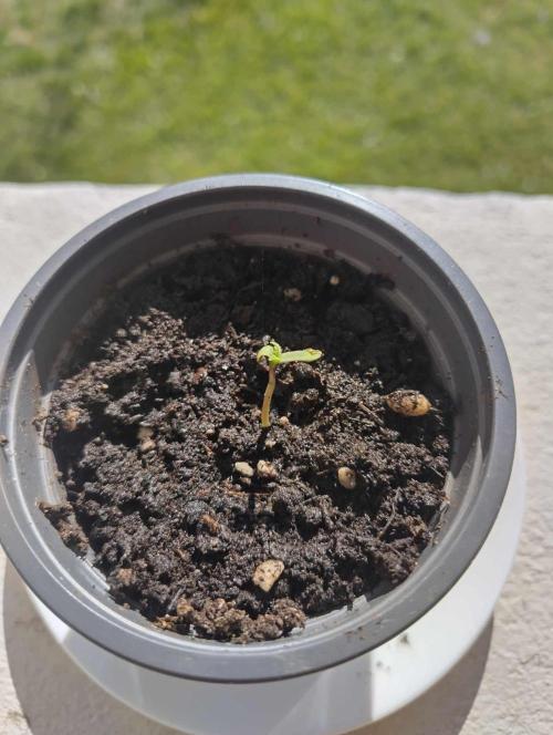 Barney´s Farm Lemon Haze Auto Early Spring experiment 2025. Week 0 - Tag 5 Ab in die Sonne