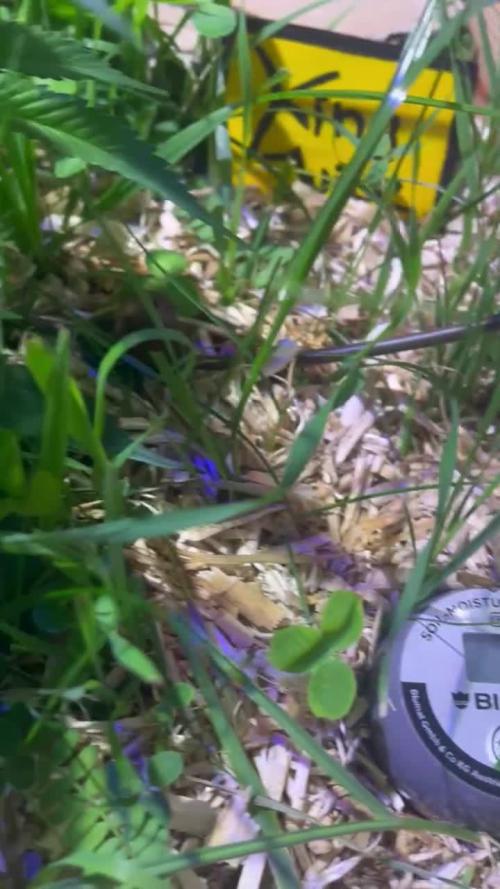 First Living Soil Grow - King Juice