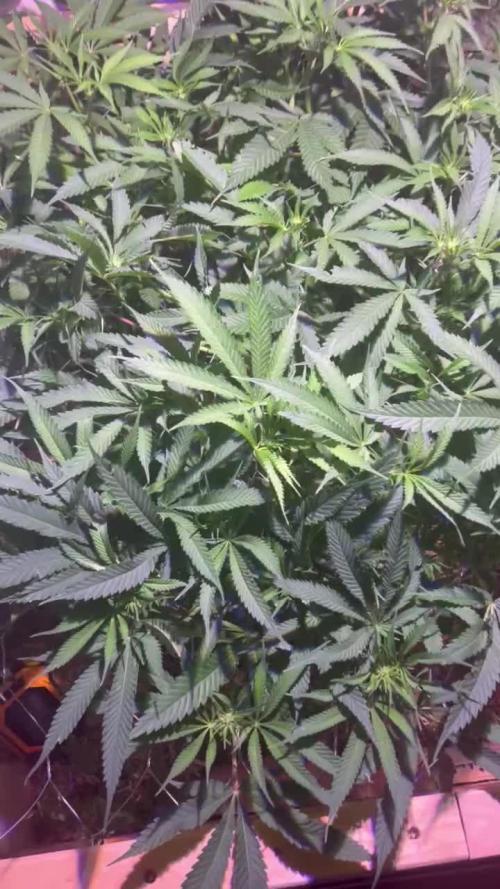 First Living Soil Grow - King Juice