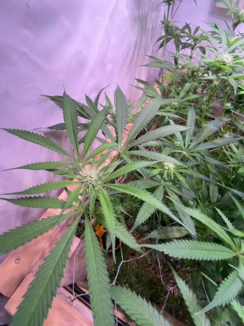 First Living Soil Grow - King Juice