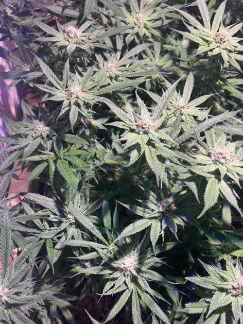 First Living Soil Grow - King Juice