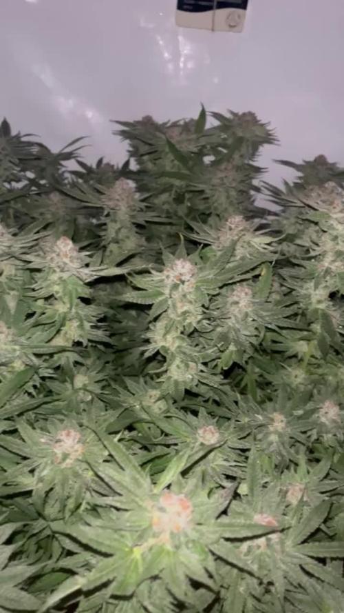 First Living Soil Grow - King Juice