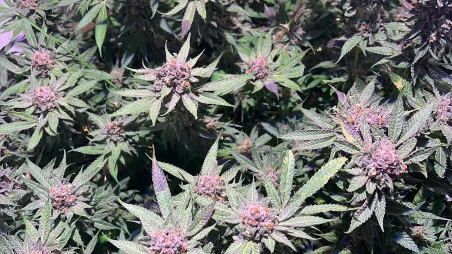 First Living Soil Grow - King Juice