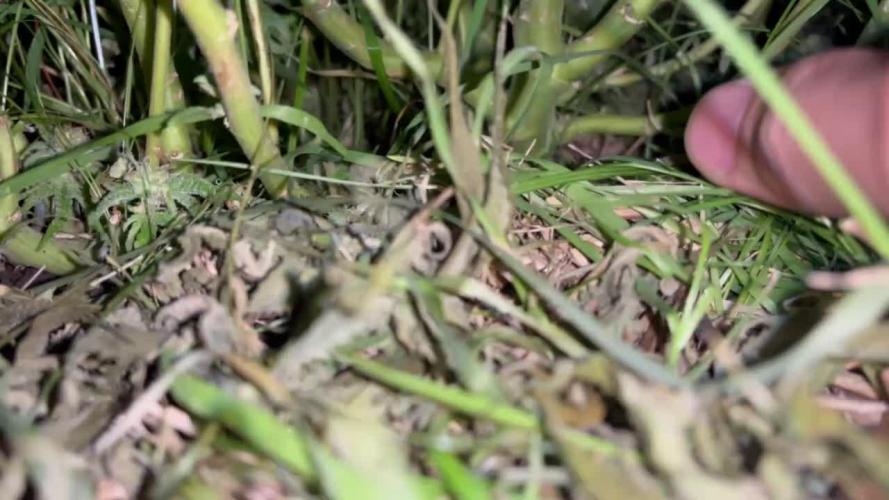 First Living Soil Grow - King Juice