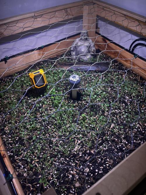 LivingSoil - Amensia Lemon. Week 0