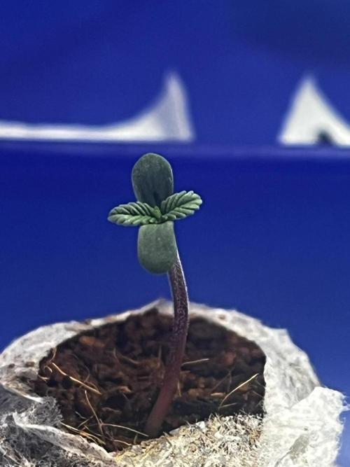 LivingSoil - Amensia Lemon. Week 1