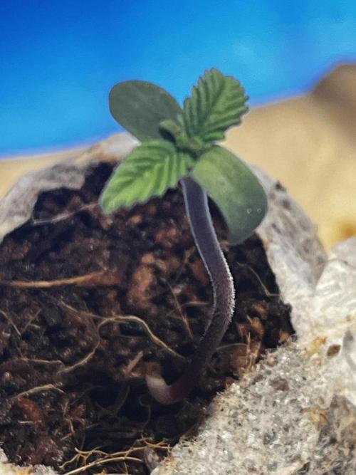 LivingSoil - Amensia Lemon. Week 1