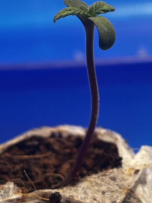 LivingSoil - Amensia Lemon. Week 1