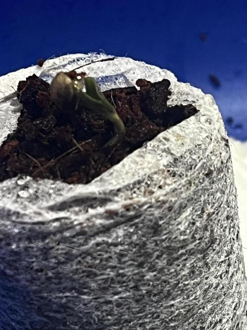 LivingSoil - Blue Sunset Sherbert. Week 1