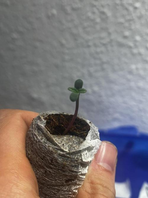 LivingSoil - Blue Sunset Sherbert. Week 1