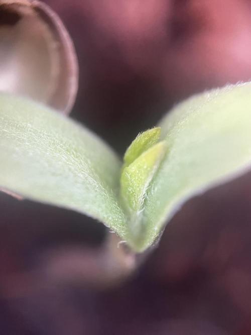 LivingSoil - Blue Sunset Sherbert. Week 1