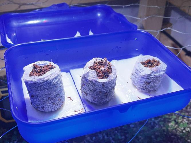 Living Soil - DDos#33. Week 0