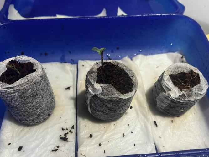 Living Soil - DDos#33. Week 0