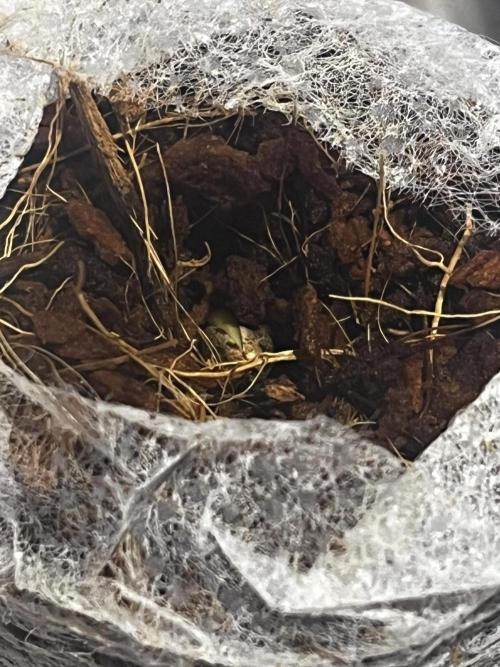 Living Soil - DDos#33. Week 0