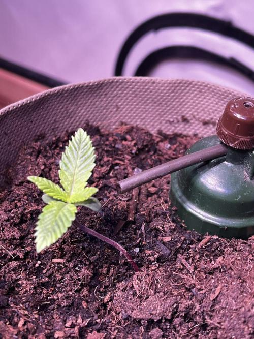 LivingSoil - Amensia Lemon. Week 2