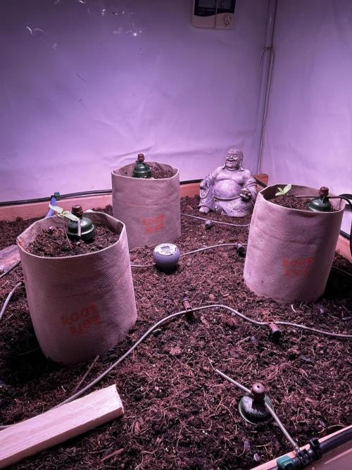 LivingSoil - Amensia Lemon. Week 2