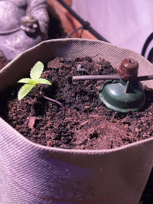 LivingSoil - Amensia Lemon. Week 2