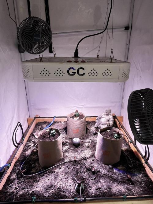 LivingSoil - Amensia Lemon. Week 2