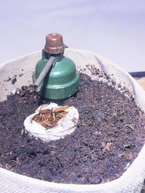 Living Soil - DDos#33. Week 0