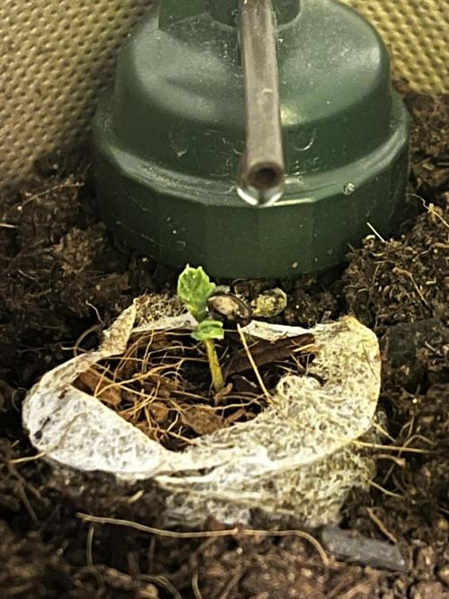 Living Soil - DDos#33. Week 0