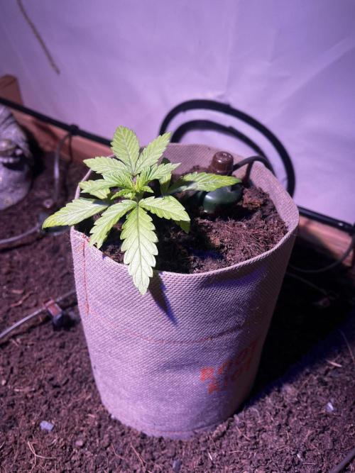 LivingSoil - Amensia Lemon. Week 3