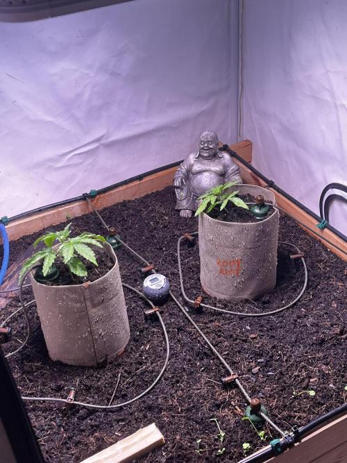 LivingSoil - Amensia Lemon. Week 3