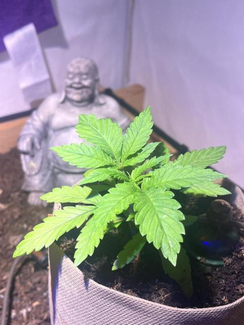 LivingSoil - Amensia Lemon. Week 3