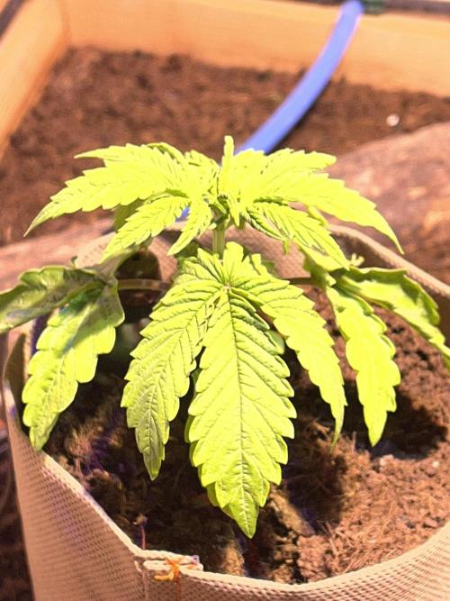 LivingSoil - Blue Sunset Sherbert. Week 3