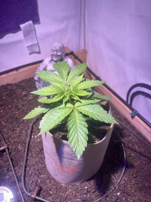 LivingSoil - Amensia Lemon. Week 4