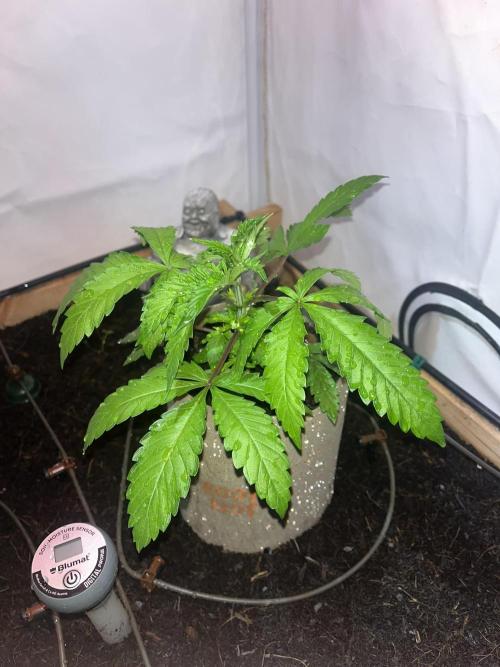 LivingSoil - Amensia Lemon. Week 4