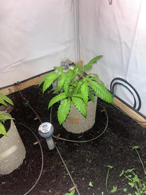 LivingSoil - Amensia Lemon. Week 4