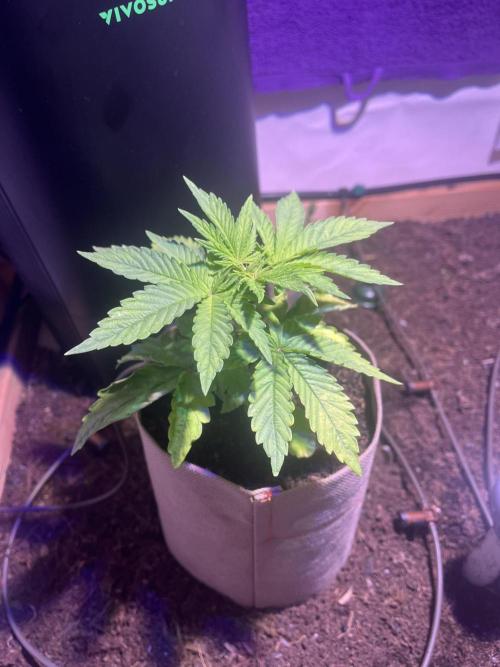 LivingSoil - Blue Sunset Sherbert. Week 4