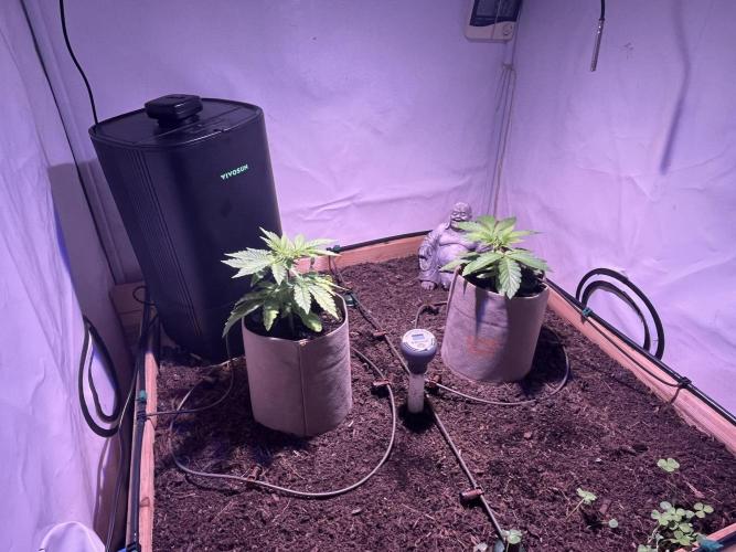 LivingSoil - Blue Sunset Sherbert. Week 4