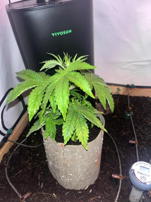 LivingSoil - Blue Sunset Sherbert. Week 4