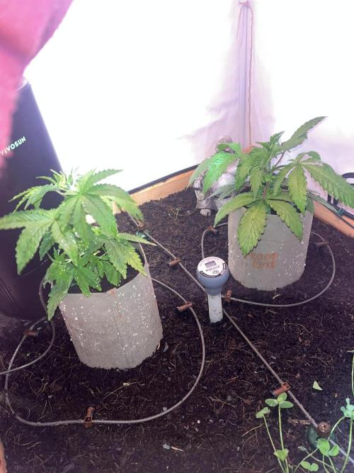 LivingSoil - Blue Sunset Sherbert. Week 4