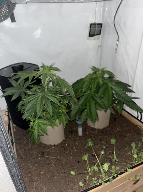 LivingSoil - Amensia Lemon. Week 5