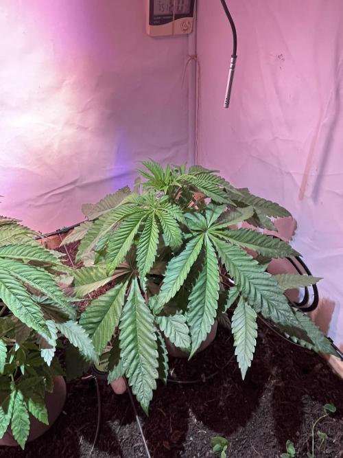 LivingSoil - Amensia Lemon. Week 5