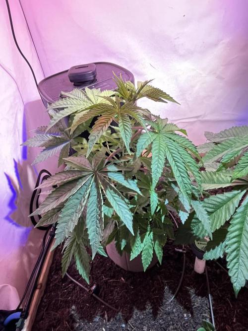 LivingSoil - Blue Sunset Sherbert. Week 5