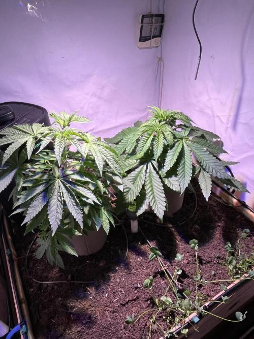 LivingSoil - Blue Sunset Sherbert. Week 5