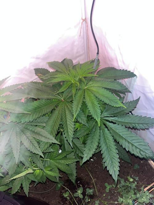 LivingSoil - Amensia Lemon. Week 6