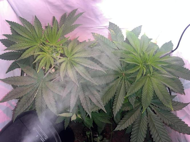 LivingSoil - Amensia Lemon. Week 6