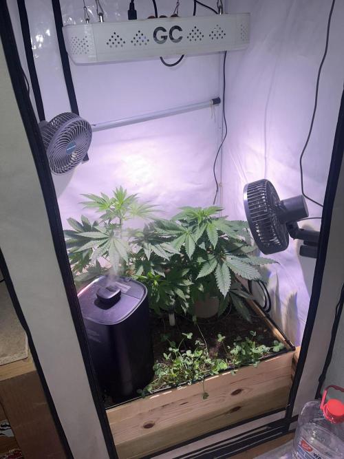 LivingSoil - Amensia Lemon. Week 6