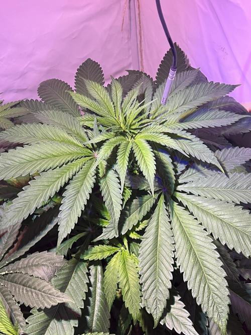 LivingSoil - Amensia Lemon. Week 6