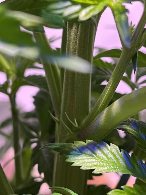 LivingSoil - Amensia Lemon. Week 6