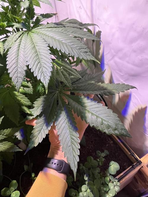 LivingSoil - Amensia Lemon. Week 6