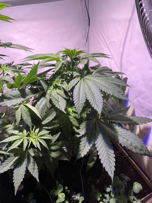 LivingSoil - Amensia Lemon. Week 6