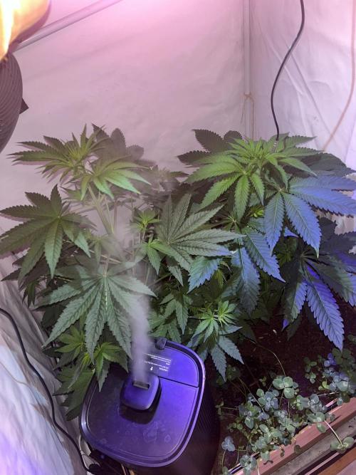 LivingSoil - Blue Sunset Sherbert. Week 6