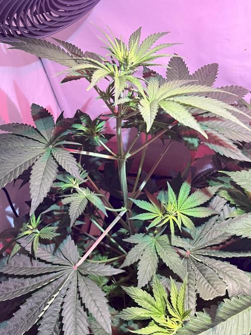 LivingSoil - Blue Sunset Sherbert. Week 6