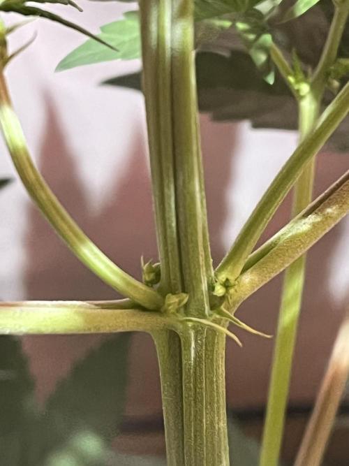 LivingSoil - Blue Sunset Sherbert. Week 6